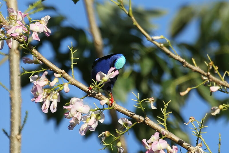 Red-legged Honeycreeper