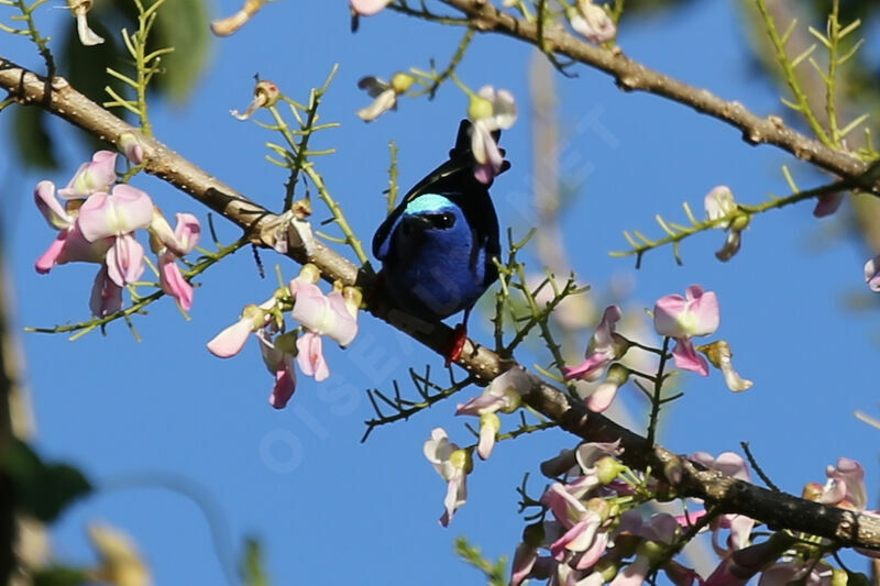 Red-legged Honeycreeper