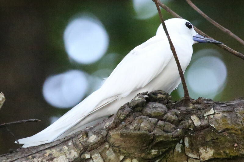 White Tern