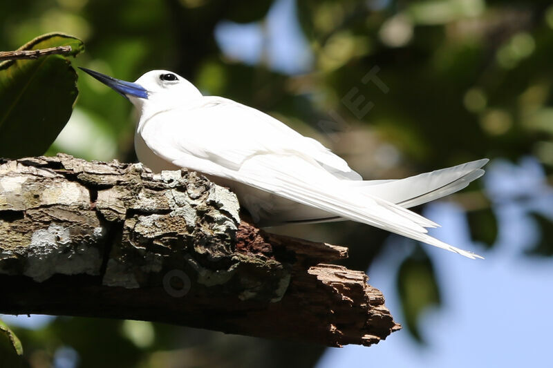 White Tern