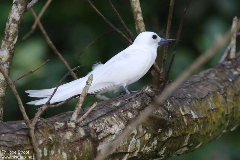 Gygis blanche, identification