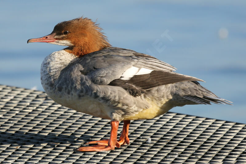 Common Merganser