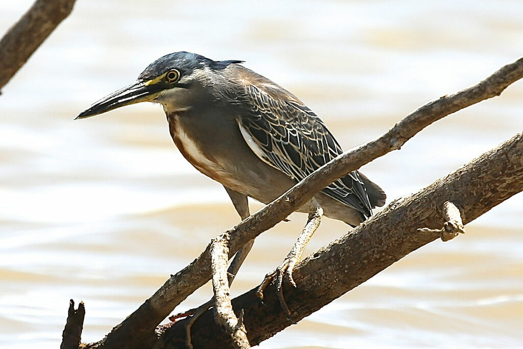 Little Heron