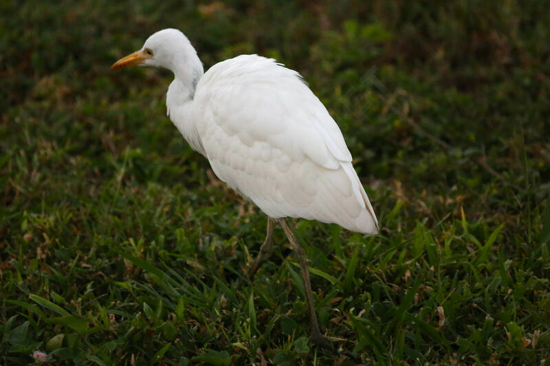 Western Cattle Egret