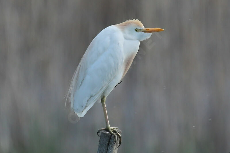 Western Cattle Egret