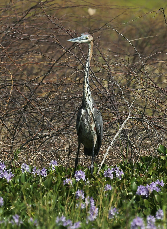 Héron goliath