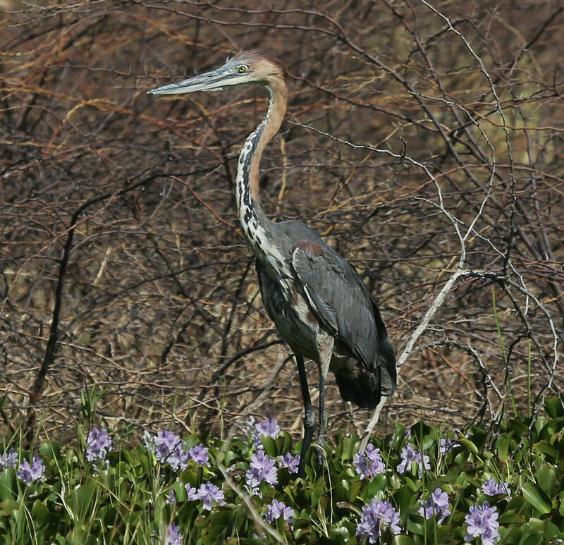 Héron goliath