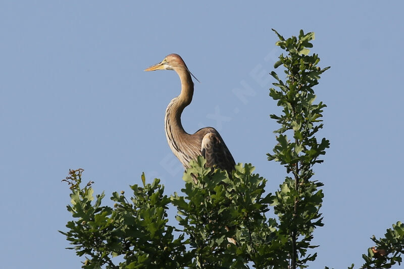 Purple Heron