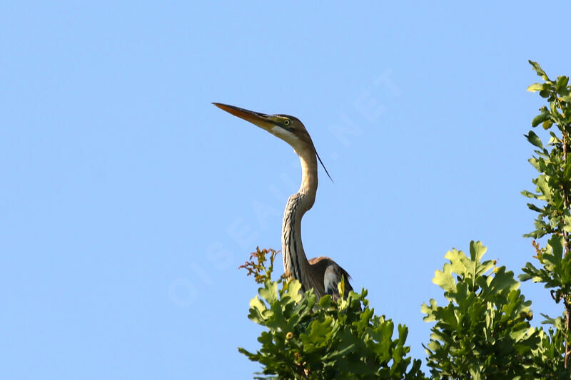 Purple Heron