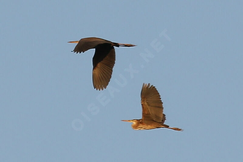 Purple Heron