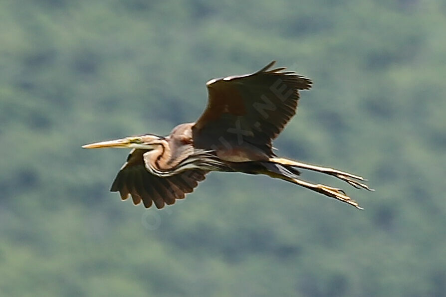 Purple Heron