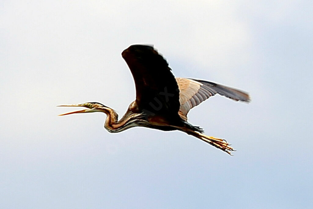 Purple Heron