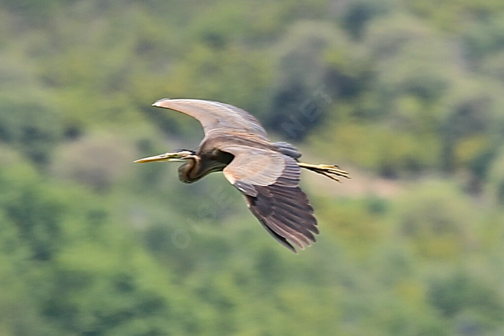 Purple Heron