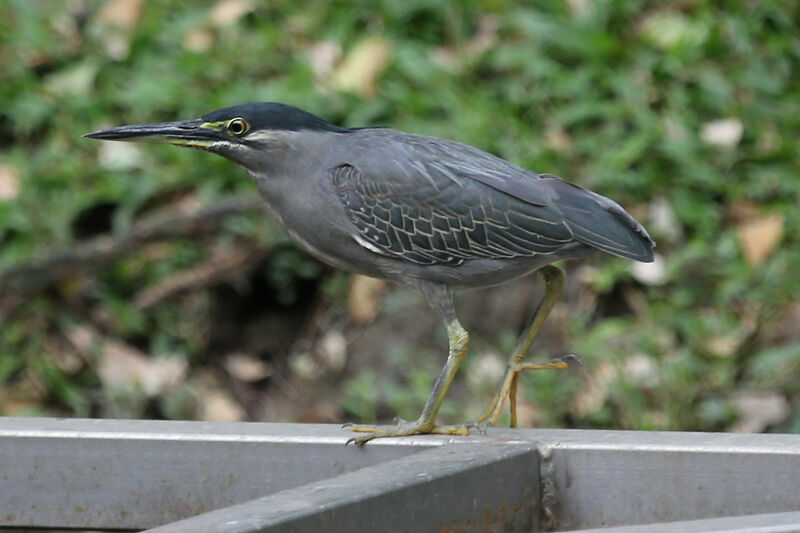 Striated Heron