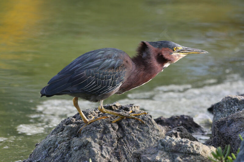 Green Heron