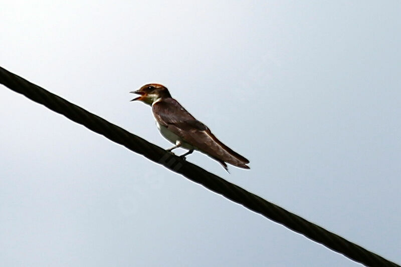 Hirondelle à croupion gris