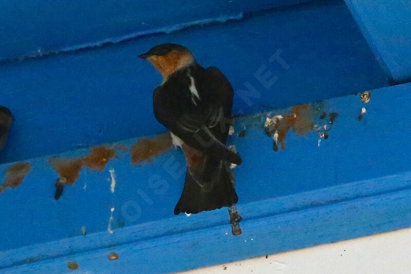 Cave Swallow