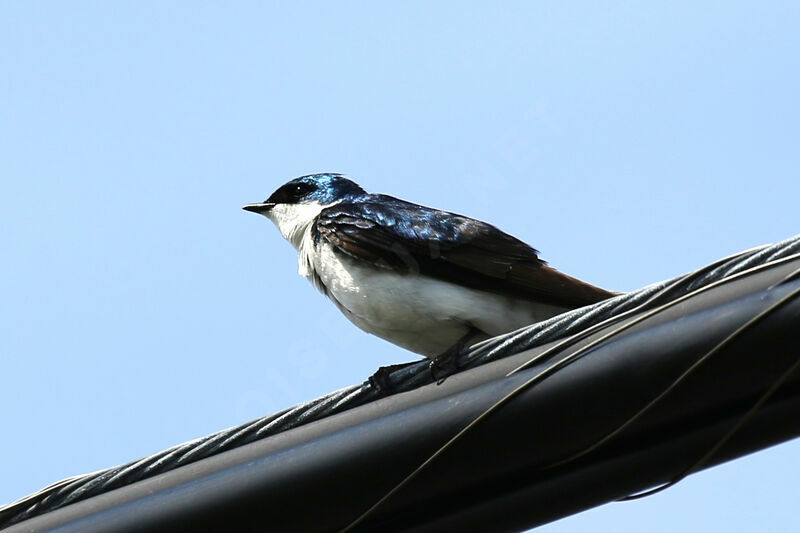 Hirondelle bicolore