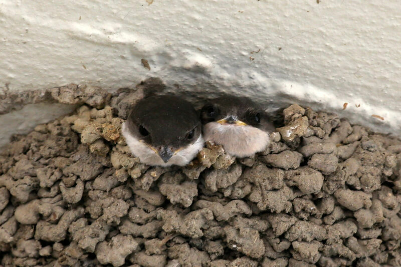 Western House Martin