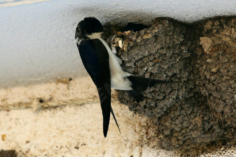 Western House Martin