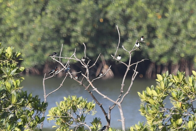 Hirondelle de Guinée