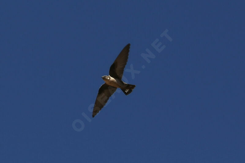 Eurasian Crag Martin