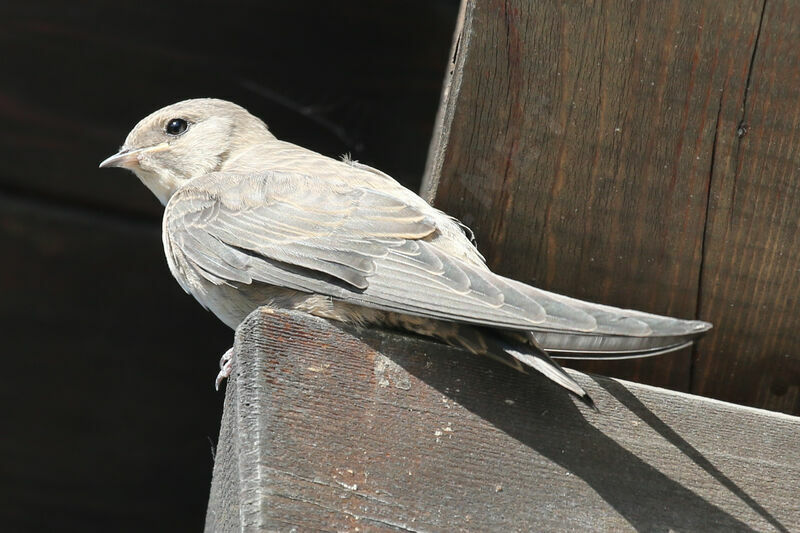 Eurasian Crag Martin