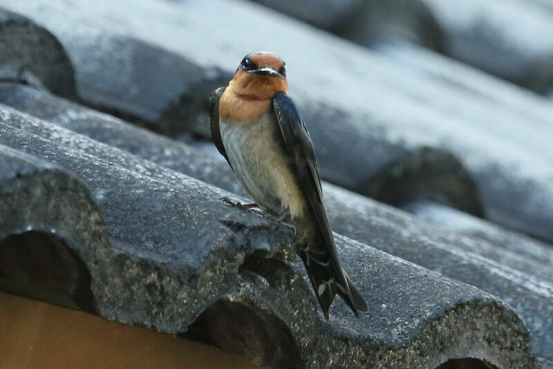 Hirondelle de Tahiti