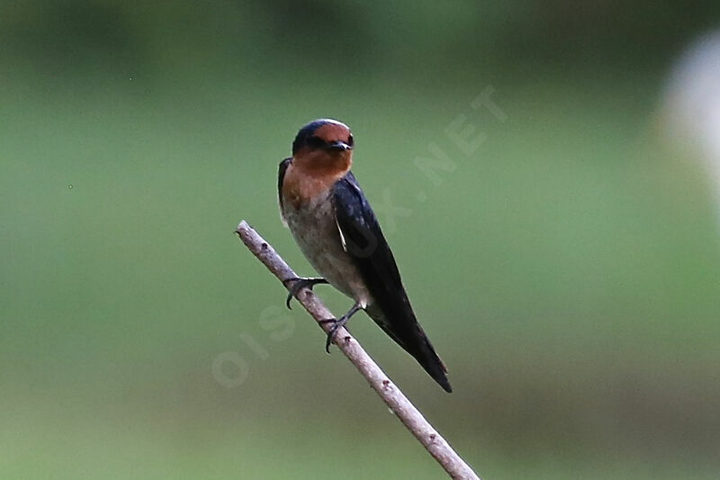 Pacific Swallow