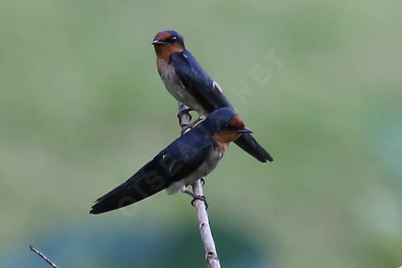 Hirondelle de Tahiti