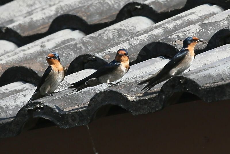 Hirondelle de Tahiti