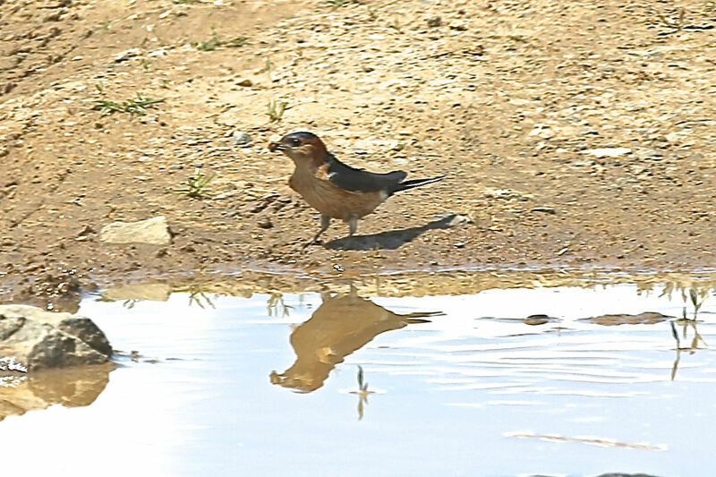 European Red-rumped Swallow