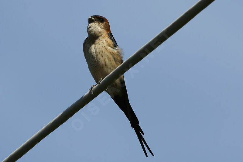 European Red-rumped Swallow