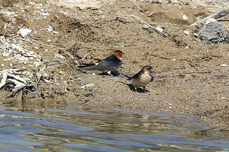 Hirondelle rousseline