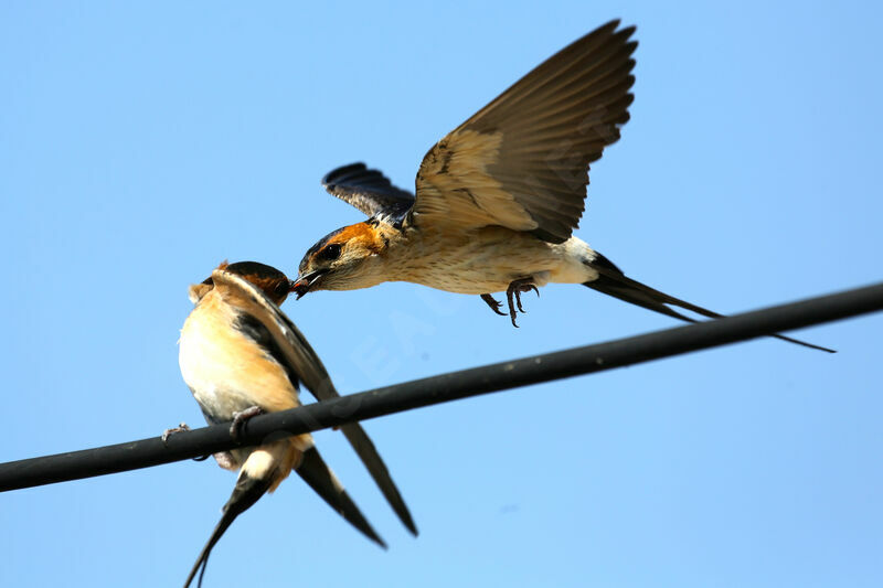 European Red-rumped Swallow