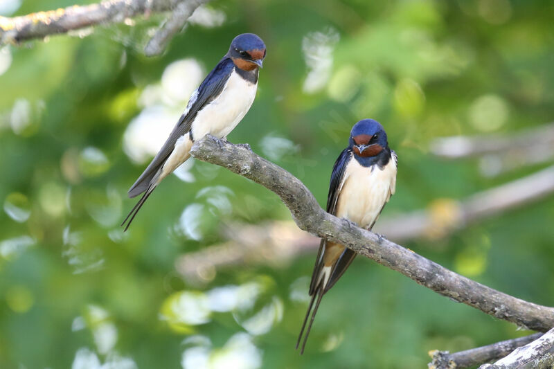 Barn Swallow