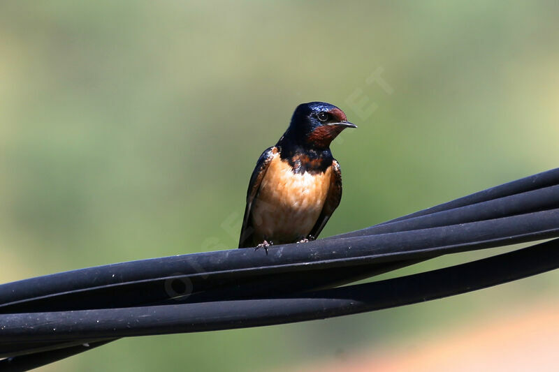 Barn Swallow