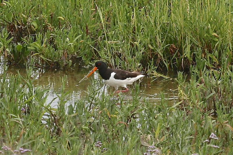 Eurasian Oystercatcher