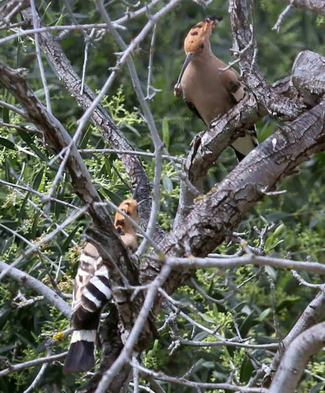 Eurasian Hoopoeadult breeding, courting display