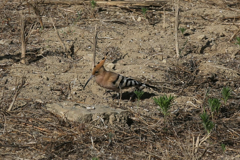 Eurasian Hoopoe