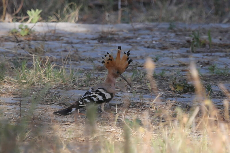 Eurasian Hoopoe