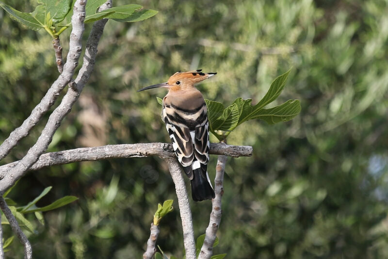 Eurasian Hoopoe