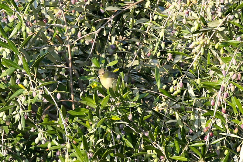 Icterine Warbler