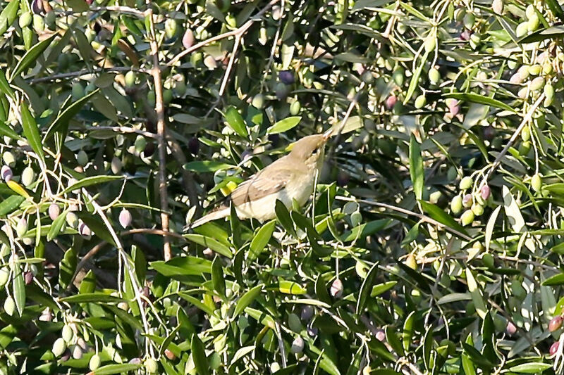 Icterine Warbler