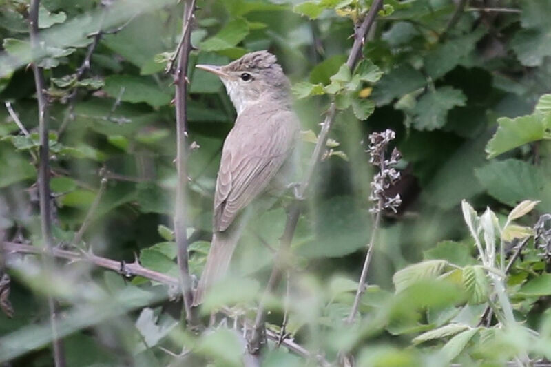 Eastern Olivaceous Warbler