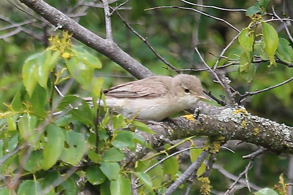 Eastern Olivaceous Warbler