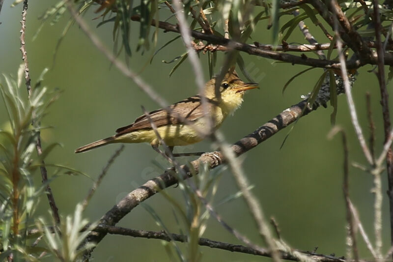 Melodious Warbler