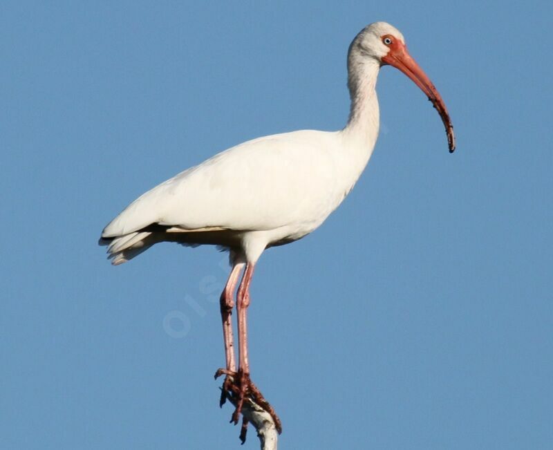 Ibis blanc