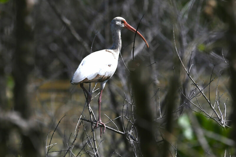 American White Ibis