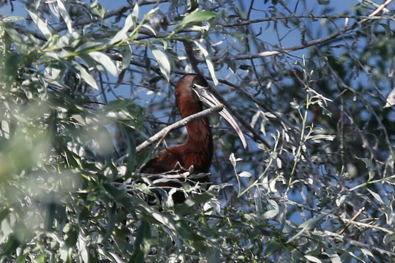 Glossy Ibis